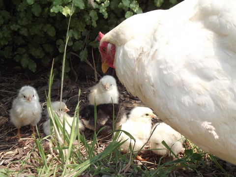Eden Orchard & Farmstay - Goulburn Accommodation 27