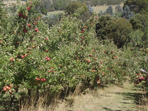 Eden Orchard & Farmstay - Goulburn Accommodation 26