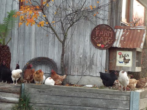 Eden Orchard & Farmstay - Goulburn Accommodation 32