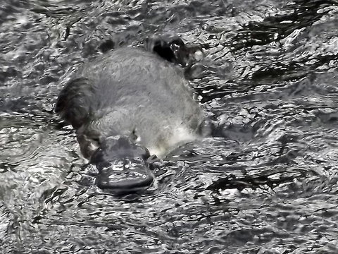 Platypus Playground Riverside Cottage - Goulburn Accommodation 23