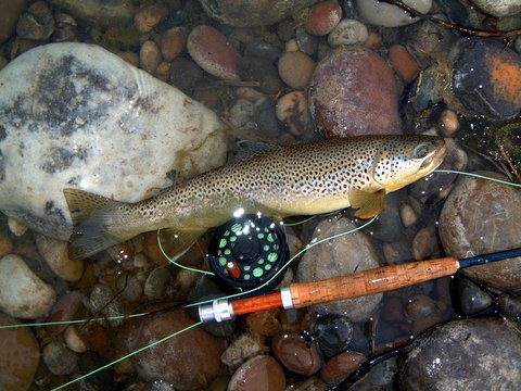 Platypus Playground Riverside Cottage - Goulburn Accommodation 18