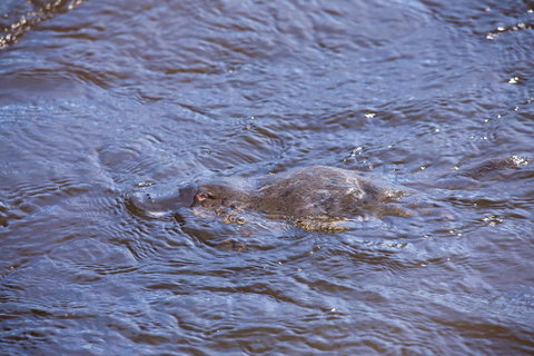 Platypus Playground Riverside Cottage - Goulburn Accommodation 16