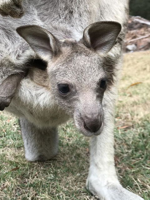 Day Dream Cottage - Goulburn Accommodation 13