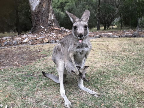 Day Dream Cottage - Goulburn Accommodation 11