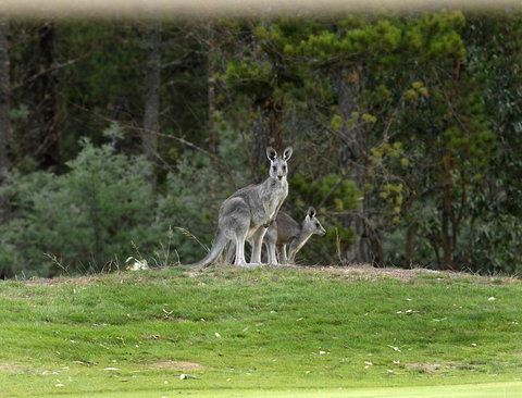 RACV Goldfields Resort - Goulburn Accommodation 20