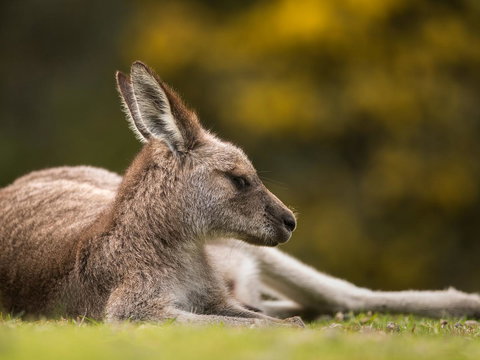 Gipsy Point Lodge & Cottages - Goulburn Accommodation 39