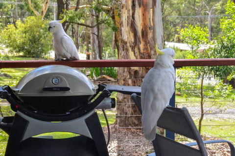 Blue Ridge Retreat - Goulburn Accommodation 3