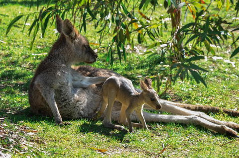 Blue Ridge Retreat - Goulburn Accommodation 9