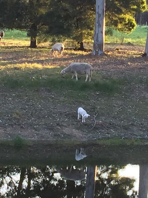 Tree Of Love Farm Stay - Goulburn Accommodation 2