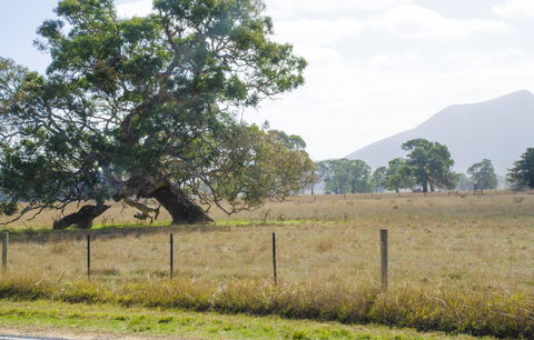 Corrugated Cottage - Goulburn Accommodation 4