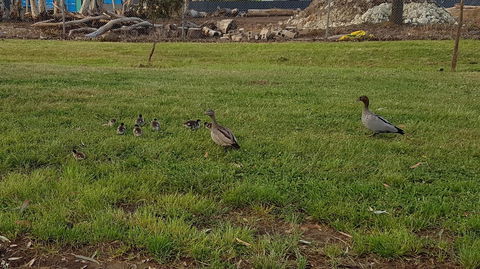 Corrugated Cottage - Goulburn Accommodation 25