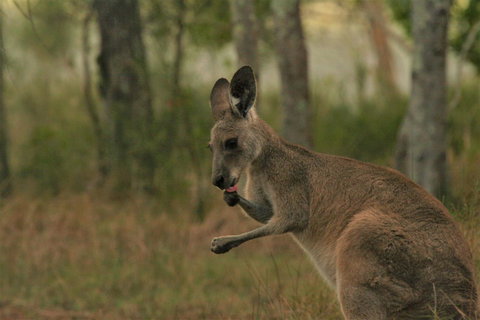 Lake Weyba Noosa Lodge & Kangaroos - Goulburn Accommodation 43