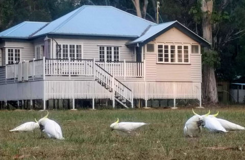 Lake Weyba Noosa Lodge & Kangaroos - Goulburn Accommodation 20