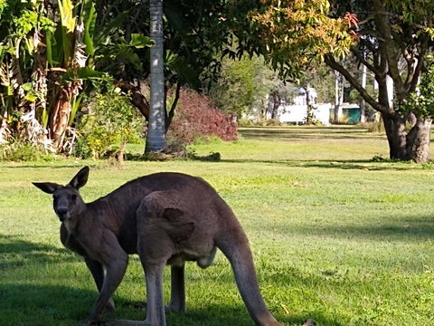 Lake Weyba Noosa Lodge & Kangaroos - Goulburn Accommodation 24