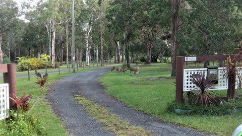 Lake Weyba Noosa Lodge & Kangaroos - Goulburn Accommodation 42