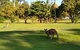 Lake Weyba Noosa Lodge & Kangaroos - thumb 8