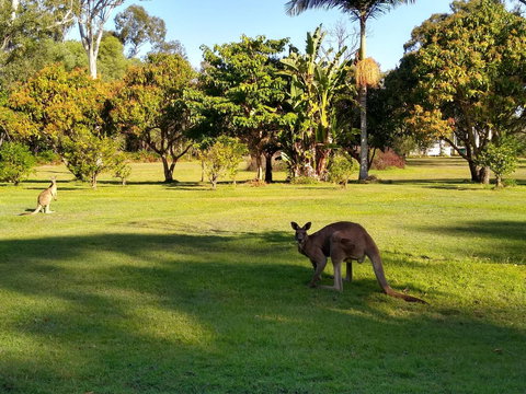 Lake Weyba Noosa Lodge & Kangaroos - Goulburn Accommodation 8