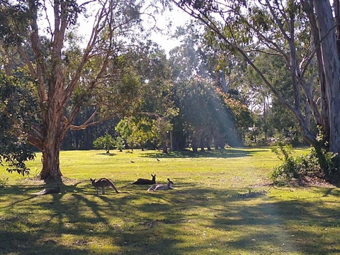 Lake Weyba Noosa Lodge & Kangaroos - Goulburn Accommodation 4