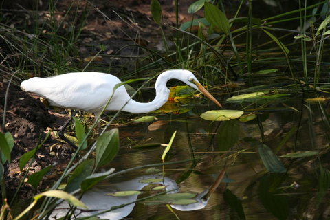 Lake Weyba Noosa Lodge & Kangaroos - Goulburn Accommodation 33