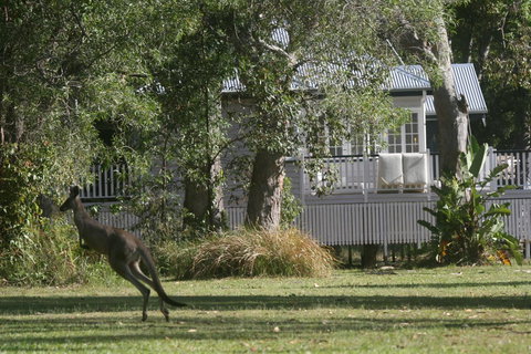 Lake Weyba Noosa Lodge & Kangaroos - Goulburn Accommodation 31