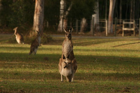 Lake Weyba Noosa Lodge & Kangaroos - Goulburn Accommodation 16