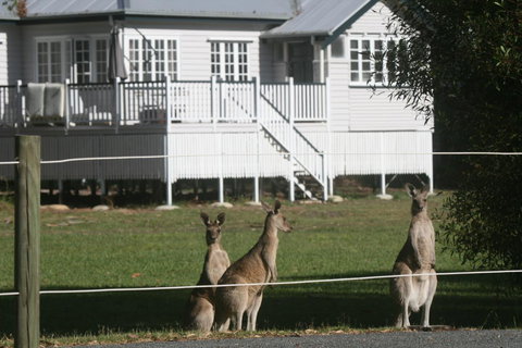 Lake Weyba Noosa Lodge & Kangaroos - Goulburn Accommodation 28