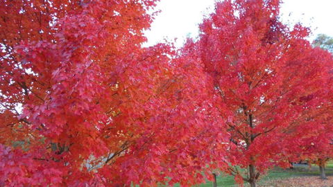 HEALESVILLE GETAWAY - Goulburn Accommodation 0