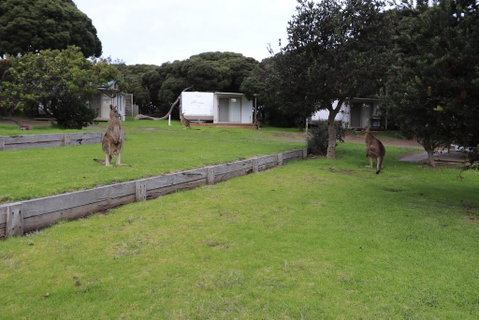 Anglesea Family Caravan Park - Goulburn Accommodation 3