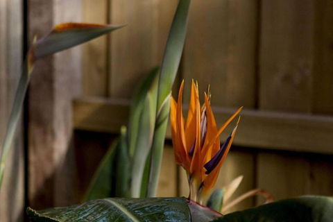 Rose Cottage - Goulburn Accommodation 1