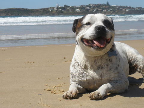 Safety Beach Ocean Bungalows - Goulburn Accommodation 1