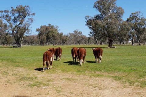 Big Tiny Jindera Park - Goulburn Accommodation 1