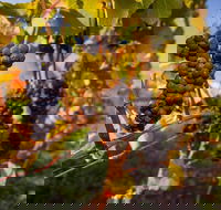 Full Day Tamar Valley Wine Tour - Goulburn Accommodation
