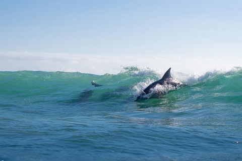 Private Tangalooma Wrecks Tour - Goulburn Accommodation 2