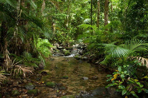 Cairns Reef And Rainforest Combo: Daintree Rainforest And The Great Barrier Reef - Goulburn Accommodation 1