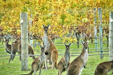 Three Day Charter Margaret River Region (inbound Melbourne Travelers) - Goulburn Accommodation 5