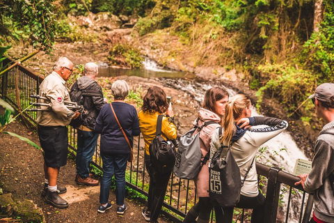 Full-day Springbrook National Park Tour From The Gold Coast - Goulburn Accommodation 0