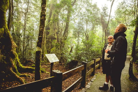 Full-day Springbrook National Park Tour From The Gold Coast - Goulburn Accommodation 1