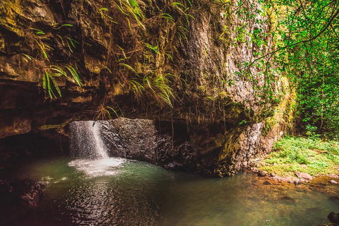 Full-day Springbrook National Park Tour From The Gold Coast - Goulburn Accommodation 4