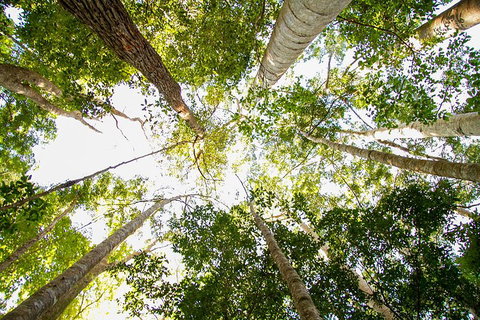 Fraser Island 4WD Tour From Noosa - Goulburn Accommodation 0