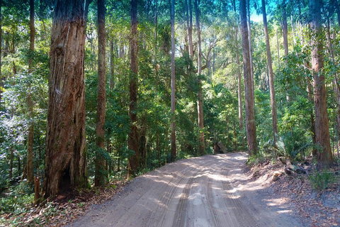 Fraser Island 4WD Tour From Rainbow Beach - Goulburn Accommodation 4
