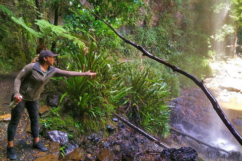 Rainforest & Waterfalls Extravaganza - Goulburn Accommodation 4