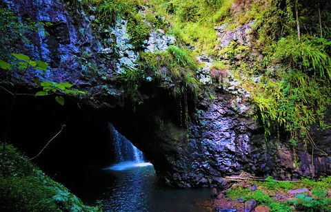 Rainforest & Waterfalls Extravaganza - Goulburn Accommodation 5