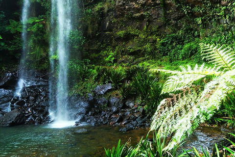 Private Tour - Rainforest & Waterfalls Extravaganza - Goulburn Accommodation 1