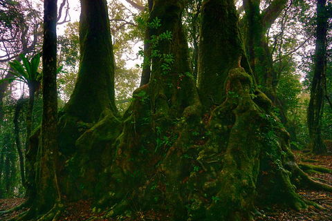 Private Tour - Rainforest & Waterfalls Extravaganza - Goulburn Accommodation 5