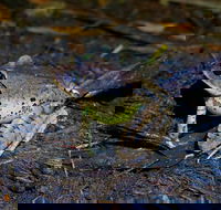 Glow Worms Private Tour - Nocturnal Rainforest Walk - Goulburn Accommodation