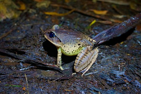 Glow Worms Private Tour - Nocturnal Rainforest Walk - Goulburn Accommodation 0