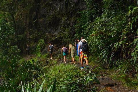 Glow Worms Private Tour - Nocturnal Rainforest Walk - Goulburn Accommodation 1