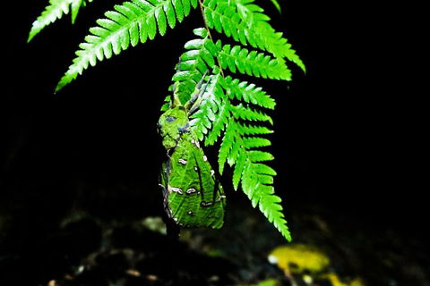 Glow Worms Private Tour - Nocturnal Rainforest Walk - Goulburn Accommodation 2