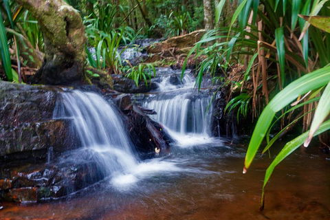 Glow Worms Private Tour - Nocturnal Rainforest Walk - Goulburn Accommodation 5