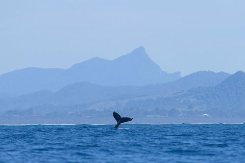 The Byron Bay Sea Kayak Tour - Goulburn Accommodation 0